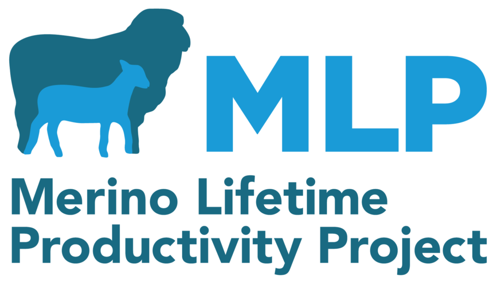 Merino Lifetime Productivity Project | Merino Superior Sires