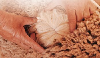 Wool Selection | Merino Superior Sires
