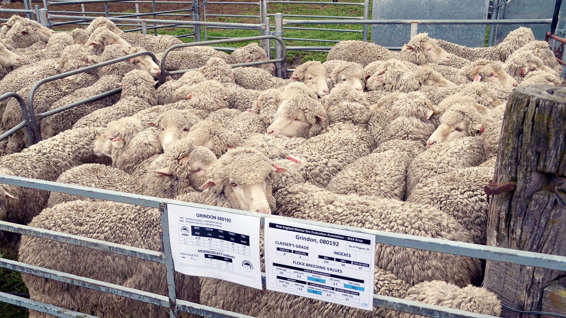 New England - Crowded Sheep Pen | Merino Superior Sires