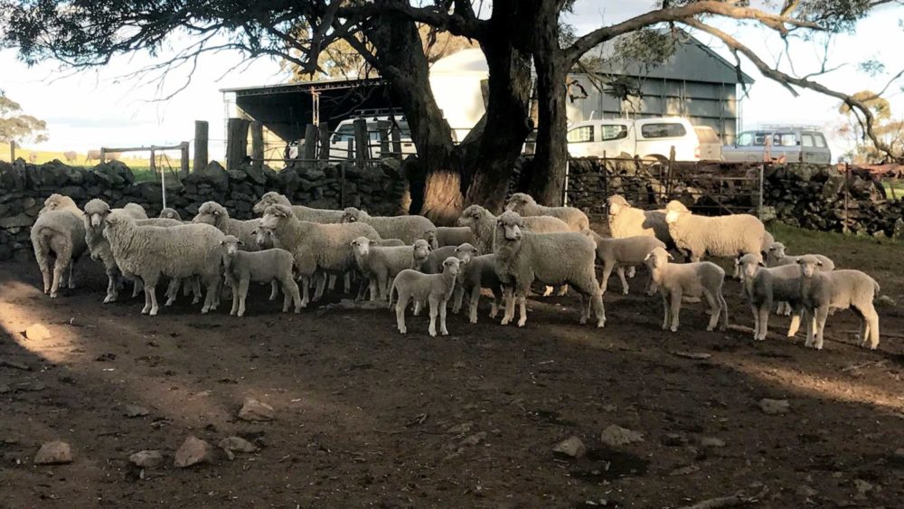 South Australia - Ewes & Lambs at Karinya Yards | Merino Superior Sires