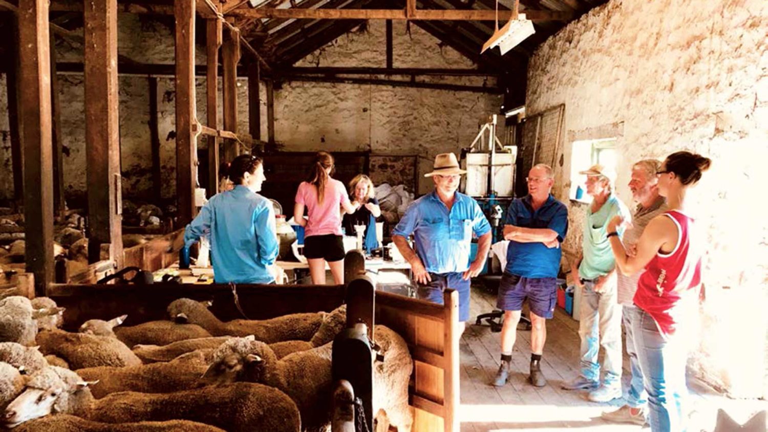 South Australia - Heritage Sheep Shed | Merino Superior Sires