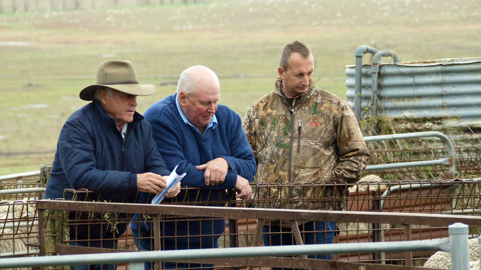 New England - Old Hands Inspecting the Merchandise | Merino Superior Sires