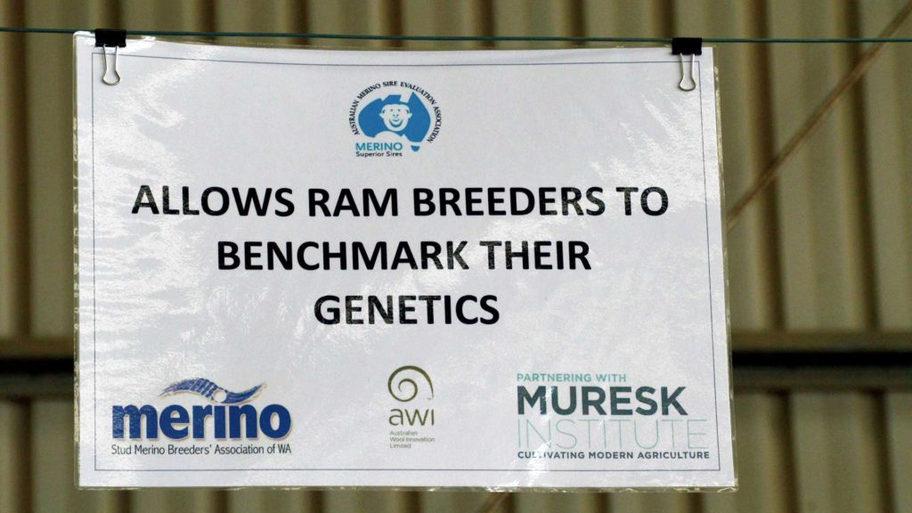 Muresk - Merino Ram Sign | Merino Superior Sires