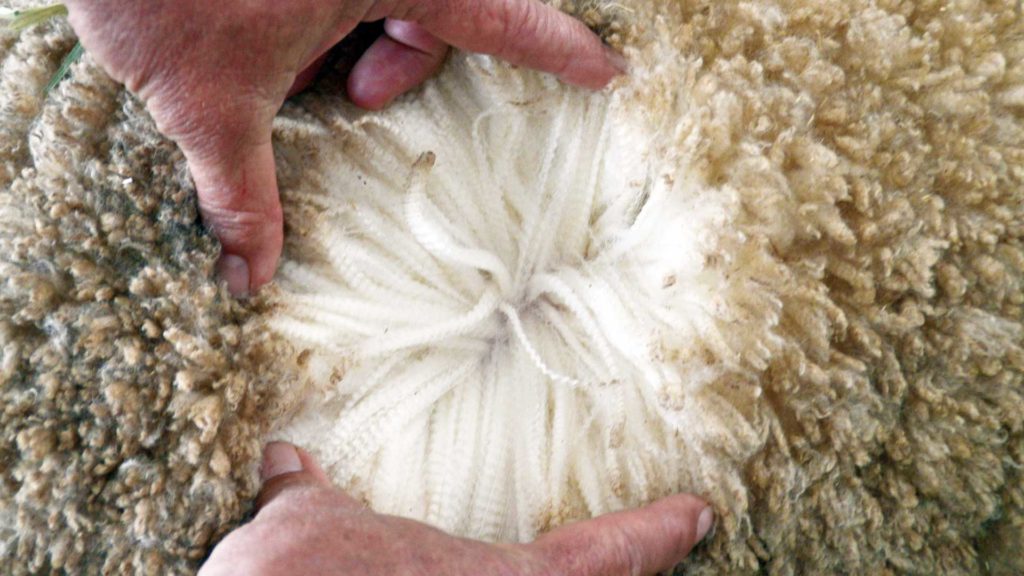Muresk - Wool Grading | Merino Superior Sires