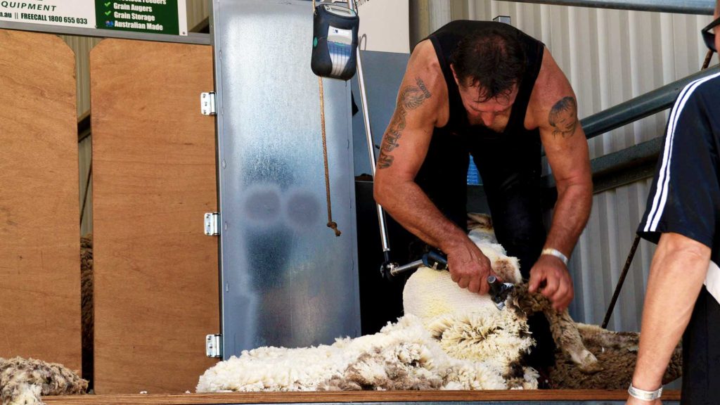 Muresk - Wool Shearing Demonstration #2 | Merino Superior Sires